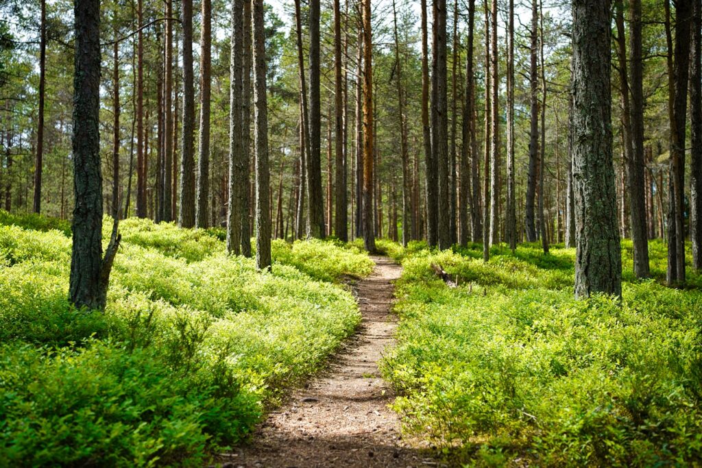 Pilgrimsledengötaälv